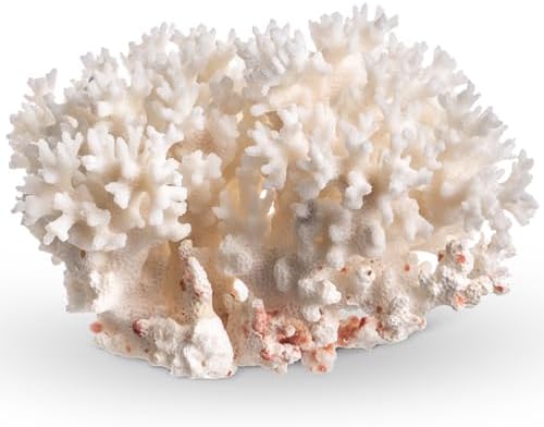 Authentic Pocillopora Damicornis white lace coral display on a living room shelf