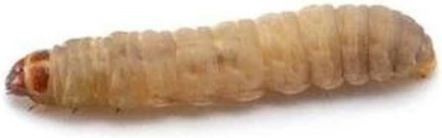 DubiaRoaches Live Waxworms front view premium high protein reptile treats