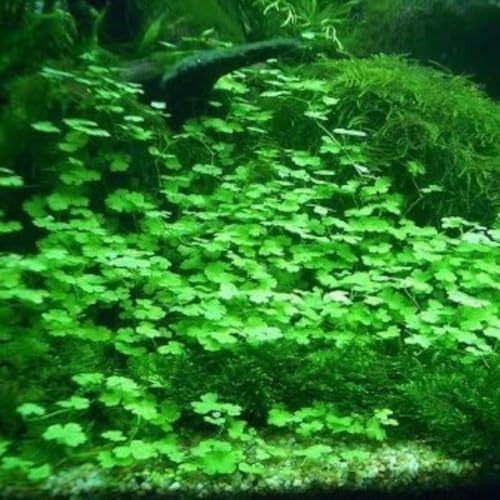 Vibrant green dwarf carpet lawn fully established under aquarium LED lighting.