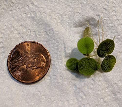 Hiro Aquatics Amazon Frogbit and Water Spangles live floating plants in a shrimp tank environment