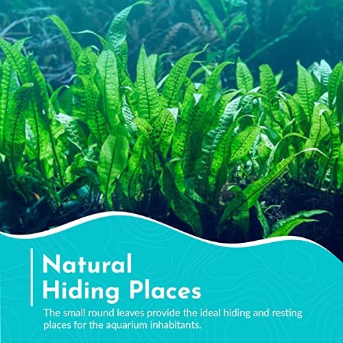 Healthy authentic USA imported live aquatic fern mat for home aquariums.