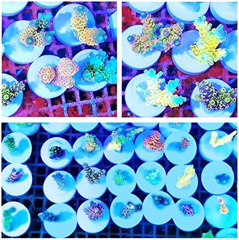 Saricho kiln fired inert ceramic plugs packaged for aquarium reef hobbyists.