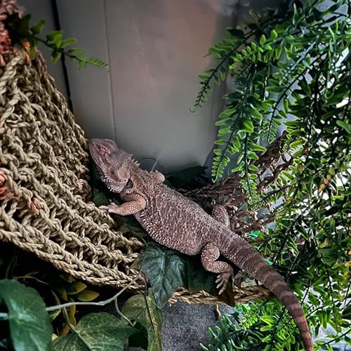 Full set of Gcvopton bearded dragon hammock accessories