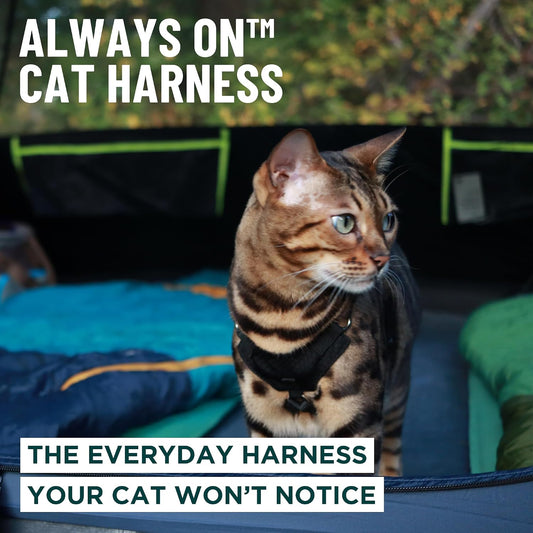 OutdoorBengal lightweight cat harness and leash set for adventure kittens