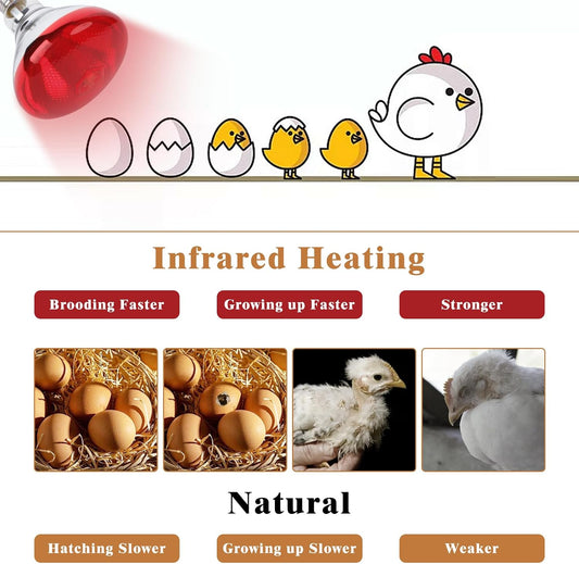PAR38 red glass infrared flood light heat lamp for chicken coop warming.