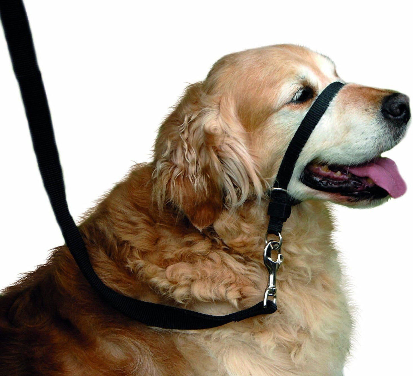 Barkless large size black dog head collar adjusted on a labrador retriever
