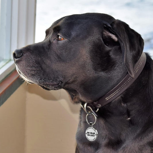 MYLUCKYTAG zinc alloy personalized dog tag with smooth epoxy finish