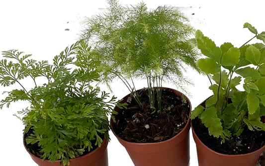Three assorted miniature ferns in two inch pots for fairy garden