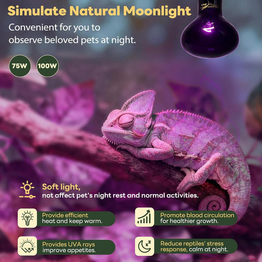 Purple one hundred watt reptile basking light bulb emitting nocturnal warmth