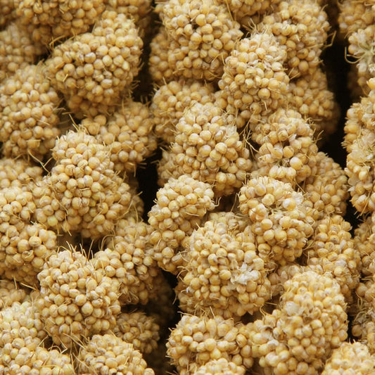 Natural sun-dried millet cluster for parakeets