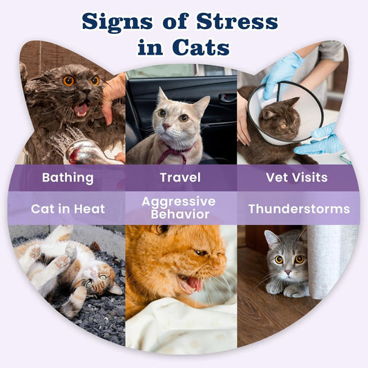 PLBKCTS premium cat melatonin treats in chicken flavor for travel stress reduction.