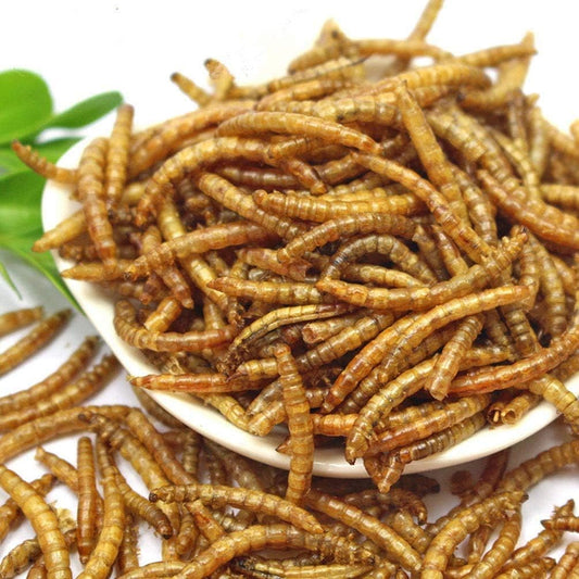 Close up of 100% natural dried mealworms for poultry