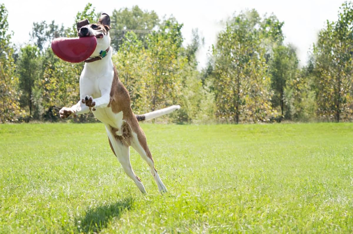 Large KONG Flyer rubber disc for outdoor dog exercise