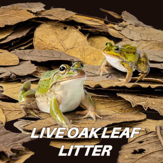Natural whole dried oak leaves substrate spread across a forest floor vivarium layout