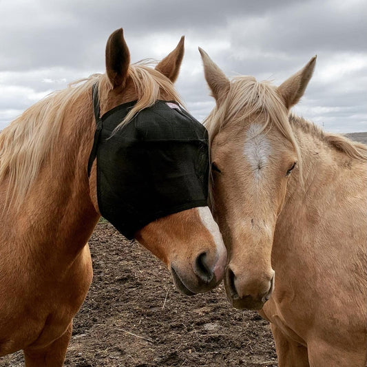 EquiVizor horse fly mask demonstrating the triple-dart vizor structure