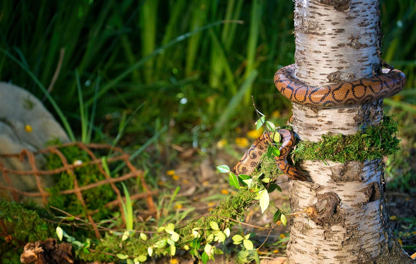 Galapagos MossVine installed in a bio-active reptile enclosure