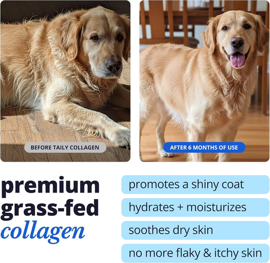 Taily premium grass-fed collagen skin and coat supplement container