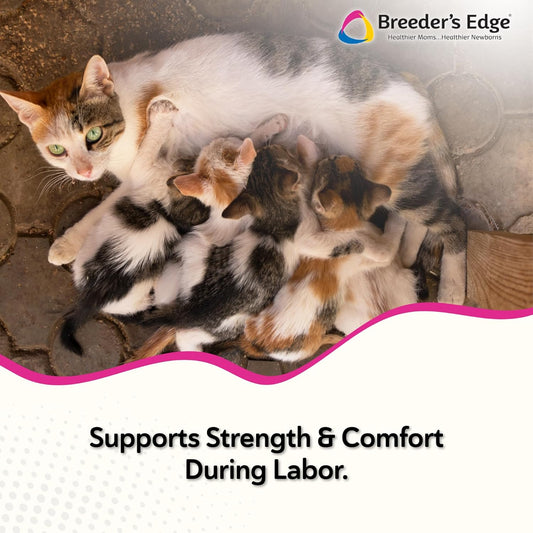 Close up of Breeders Edge Oral Cal Plus 30ml syringe