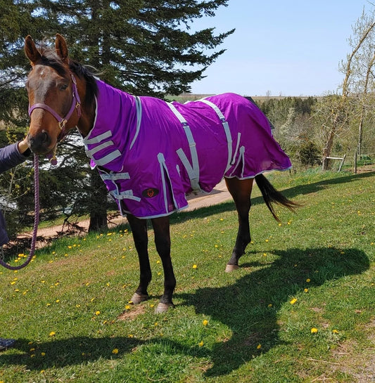 Tech Equestrian purple horse fly sheet with attached neck cover side view