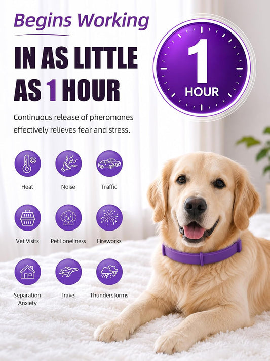 Purple pheromone dog collar for anxiety relief being adjusted on a large dog
