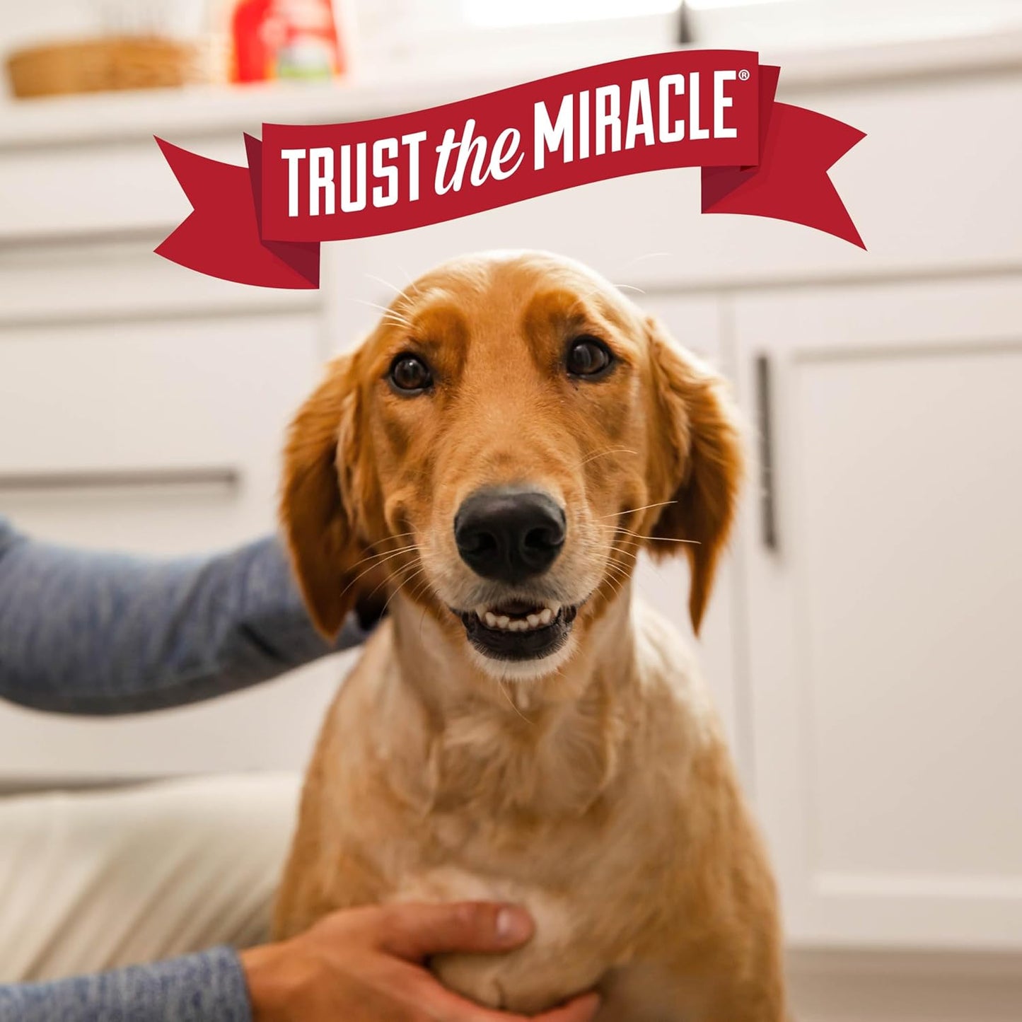 Nature's Miracle Urine Destroyer Plus for Dogs with Flip & Go Sprayer, 64 Ounces, Enzymatic Formula for Dogs Powers Out Tough Dog Urine Messes and Yellow, Sticky Residue - Image 9