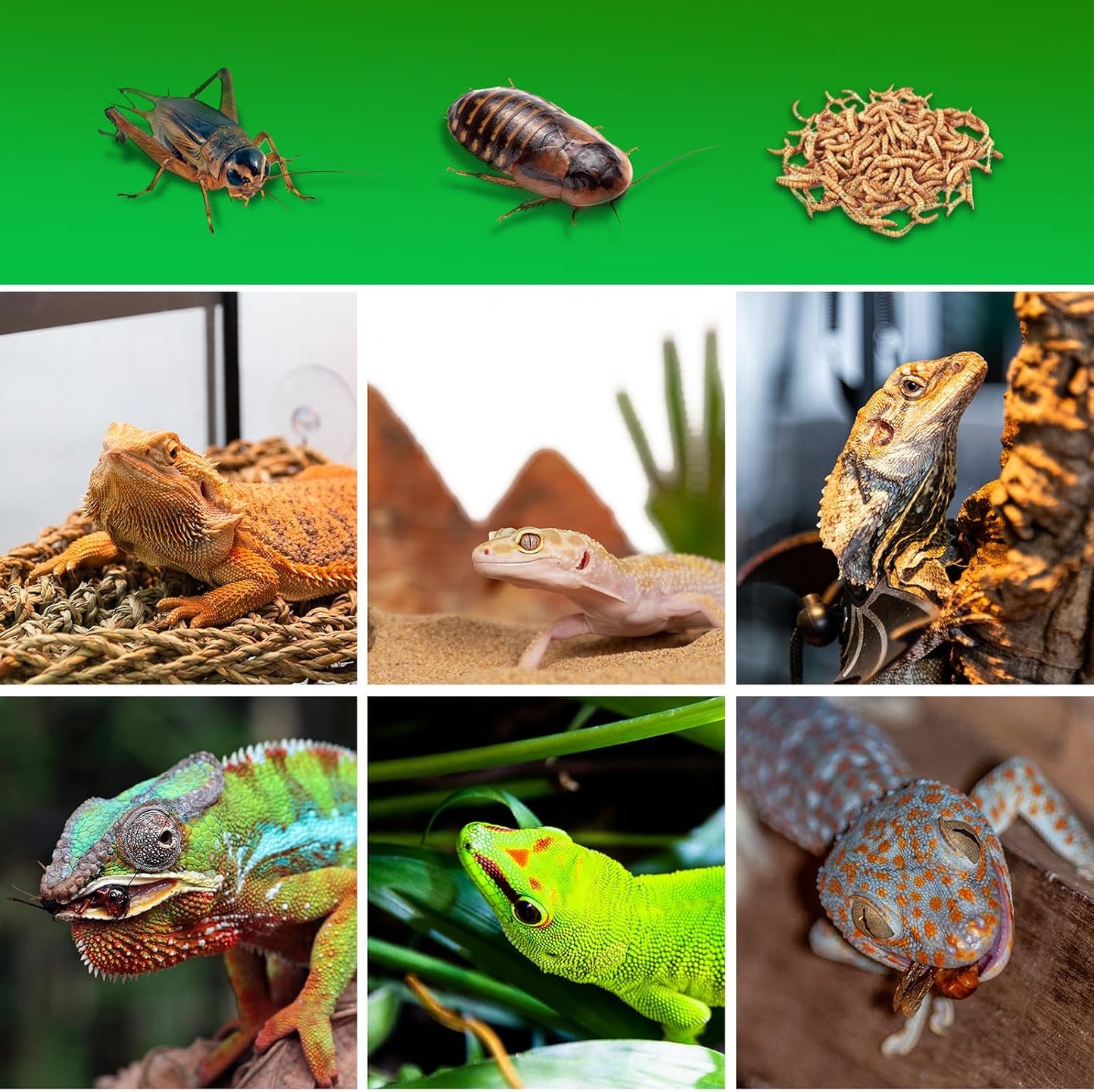 Compact insect nutrient mixer for travel