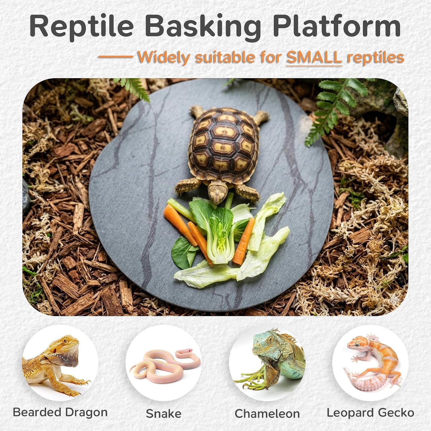 Bearded dragon sitting on a slate basking rock accessory