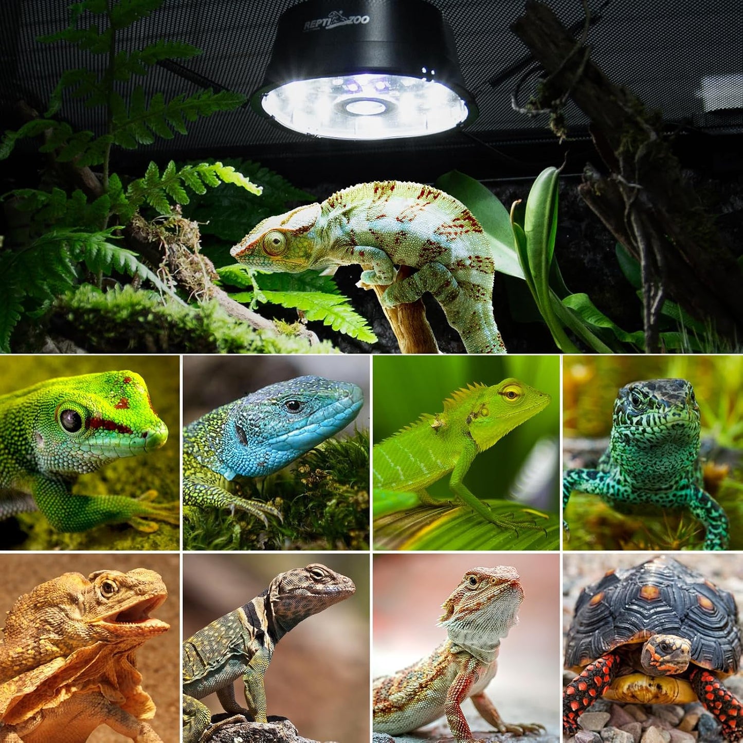 Authentic REPTI ZOO terrarium lighting kit imported for Indian pet owners.