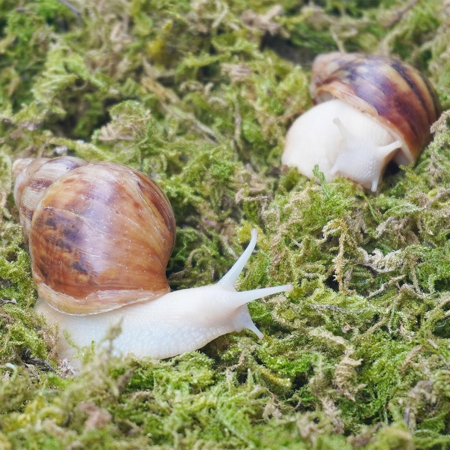 Four ounce vacuum sealed pack of natural snail habitat moss supplies