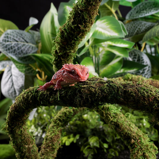 Close up view of realistic green moss texture on reptile vine