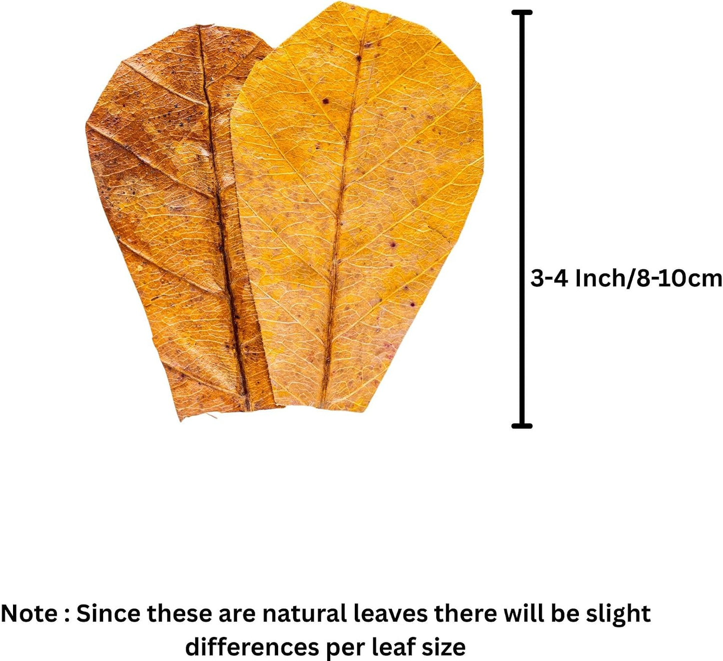 Dried Catappa leaves spread out for aquarium and vivarium usage