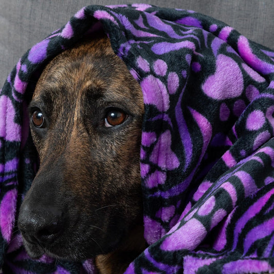 Ultra soft fleece dog and cat blanket spread on a living room sofa.
