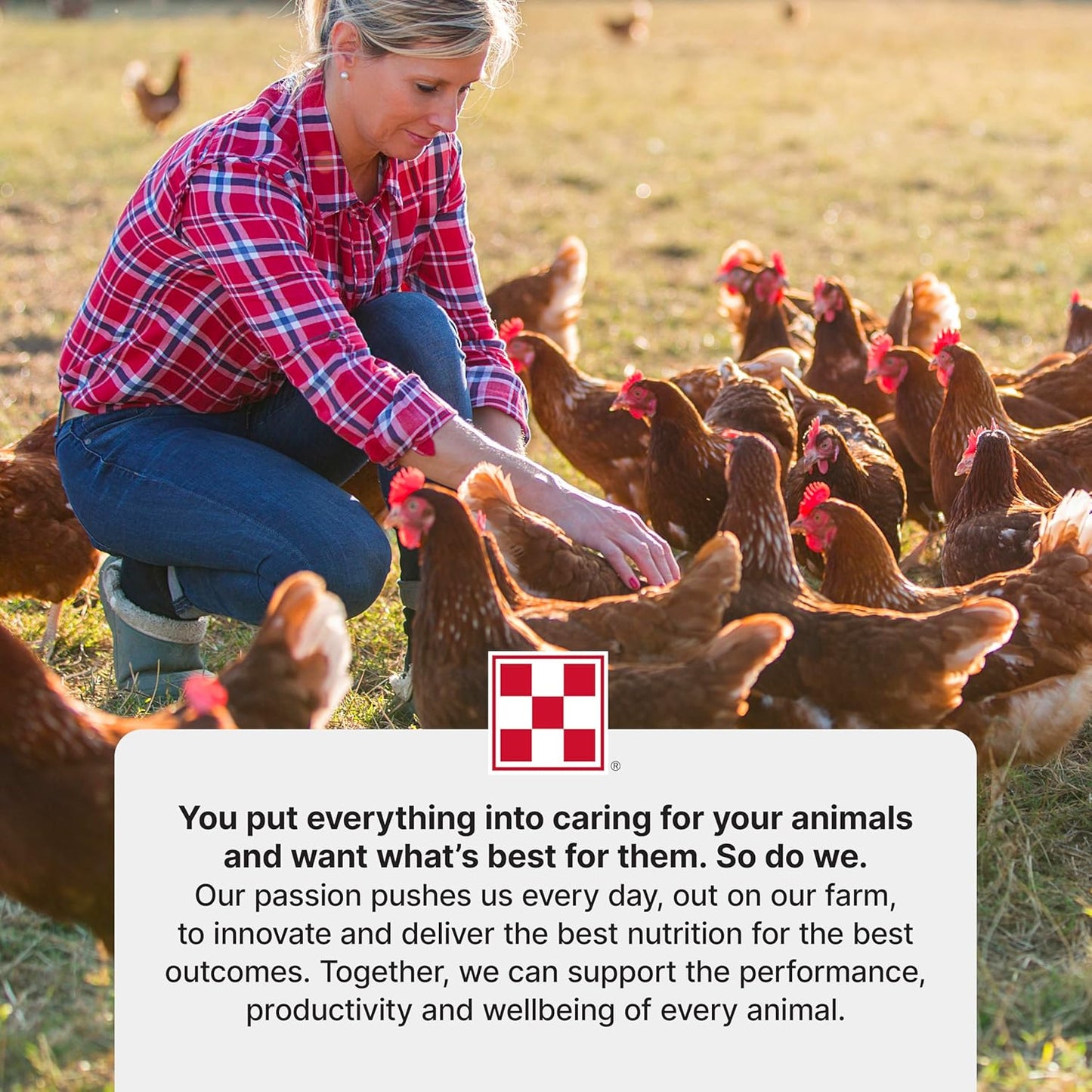 Purina | Start & Grow Medicated Chick Feed | Nutritionally Complete - 5 Pound (5 lb) Bag - Image 9