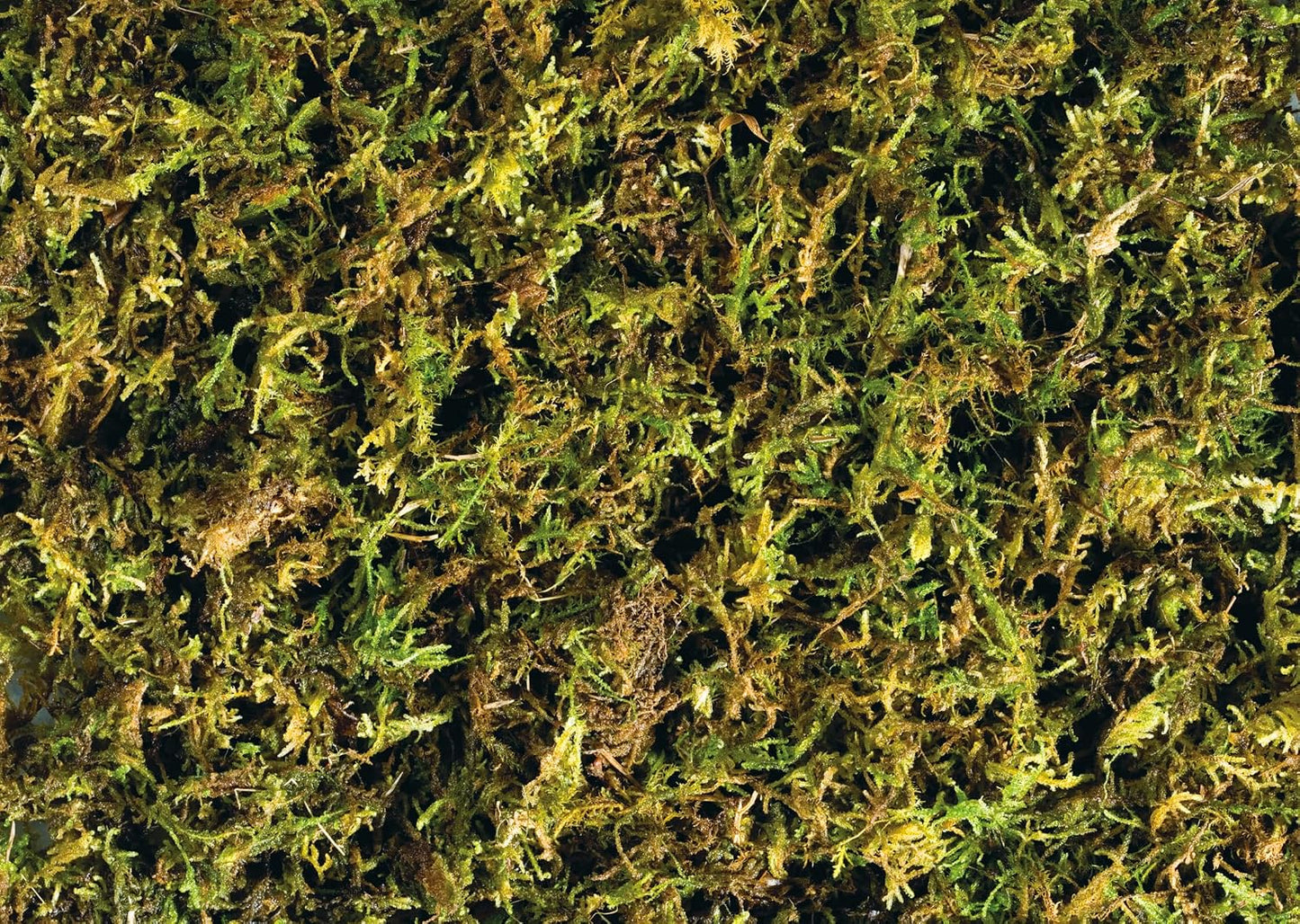 Exo Terra natural compressed moss substrate for reptiles and amphibians