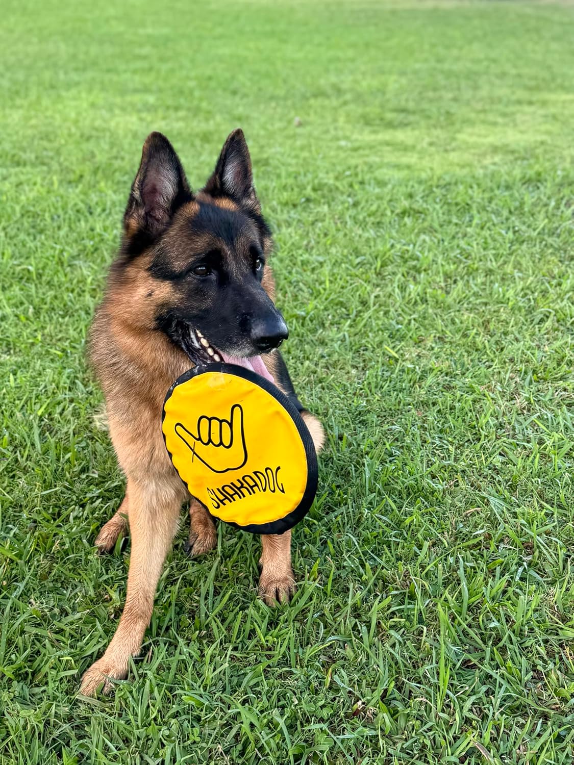 Multiple bright colors of Shaka ZippyToss dog toys in grass