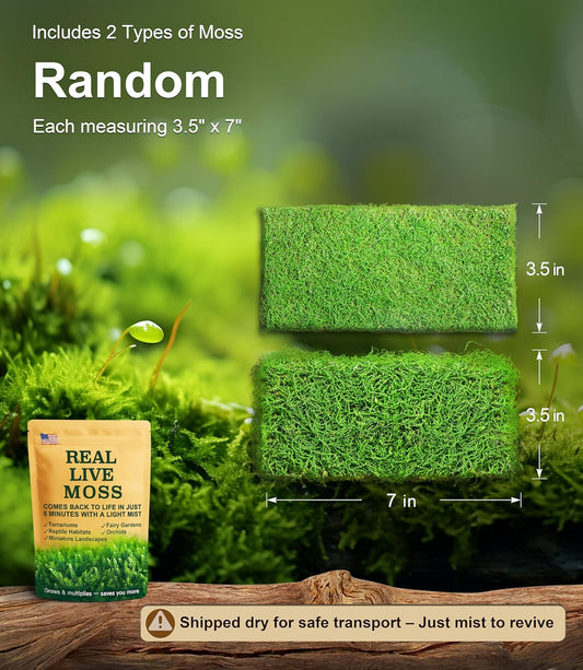 Two types of real live moss for reptile tank substrate
