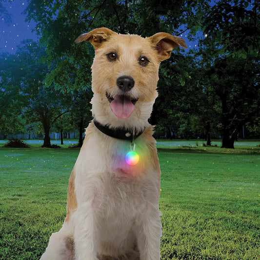 Nite Ize dog safety light attached to a pet collar during a night walk