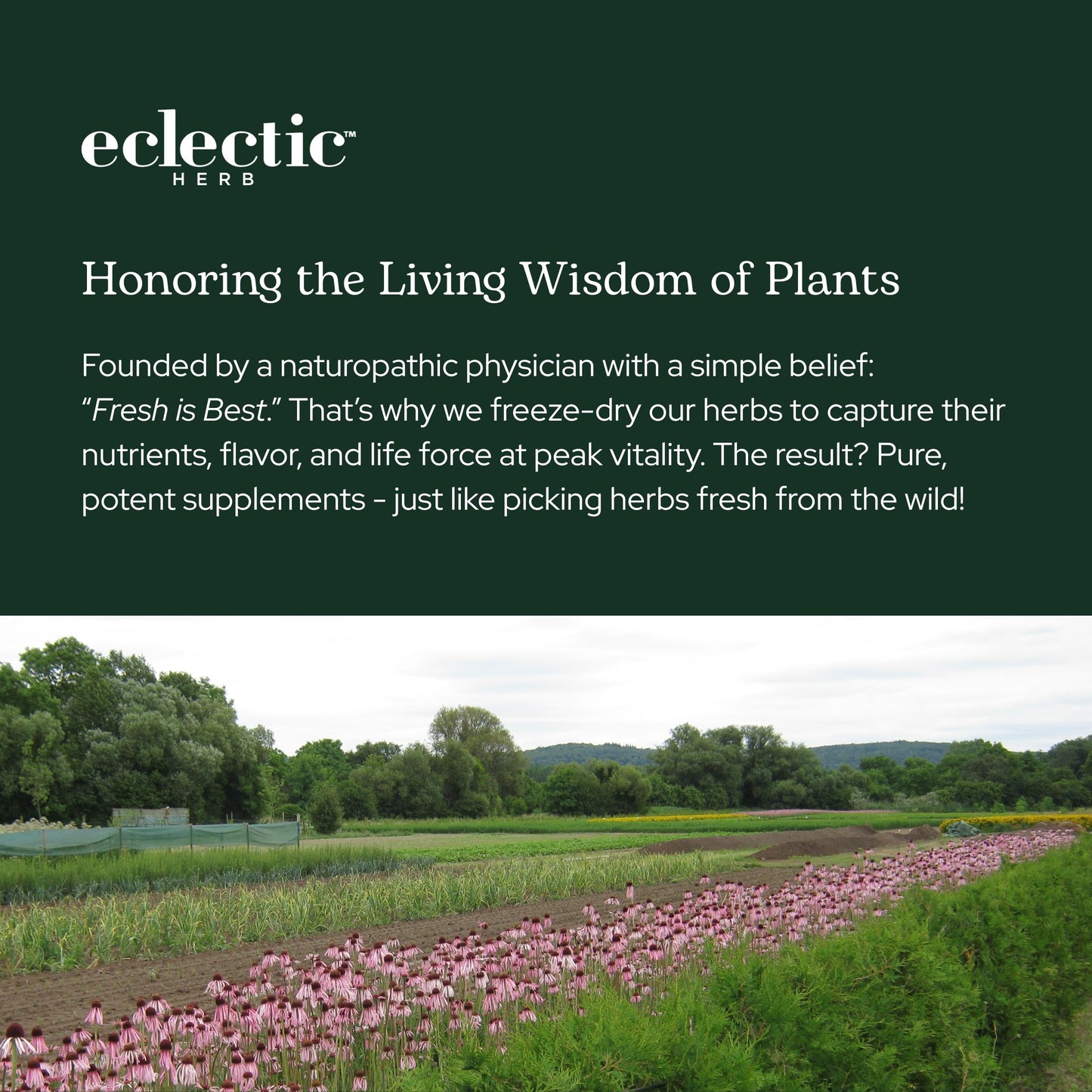 Eclectic Herb bilberry berry powder dietary supplement side panel details