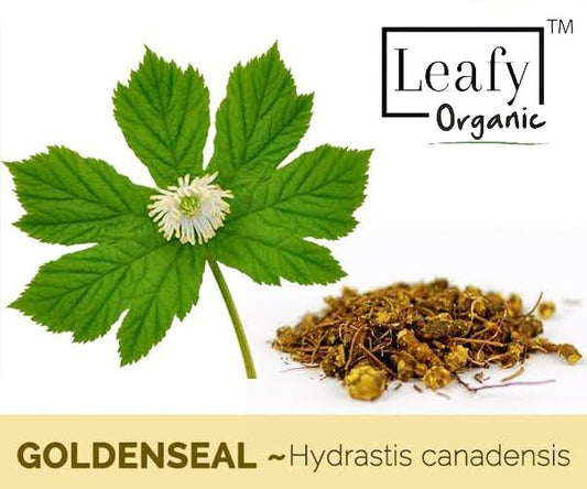 Leafy Organic Goldenseal Root Powder three pack packaging back showing ingredient information