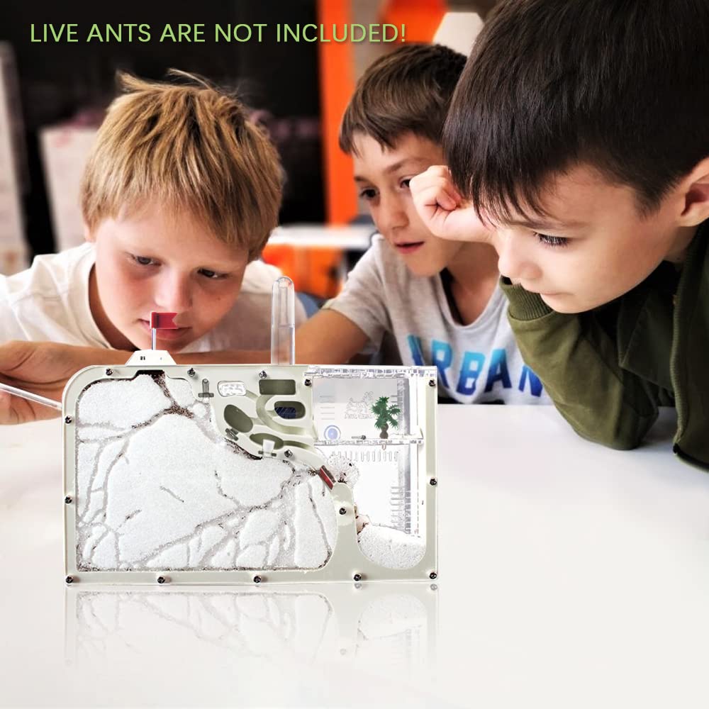 Children using the magnifying glass to study live ant colony interactions inside the STEM learning habitat
