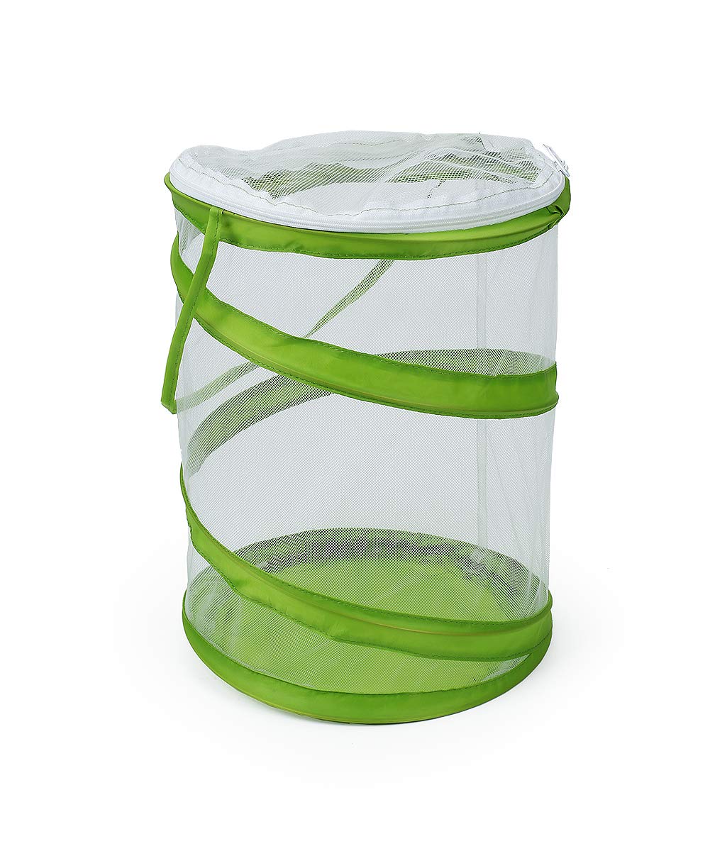 RESTCLOUD nine by eleven inches butterfly terrarium with monarch butterfly inside