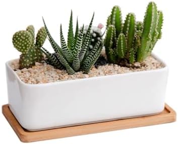 Silica sand used as top dressing for a potted succulent