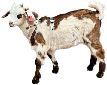 Detailed view of the multi-clasp system on Asatre livestock harness