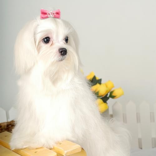 Solid color dog hair bows arranged for display
