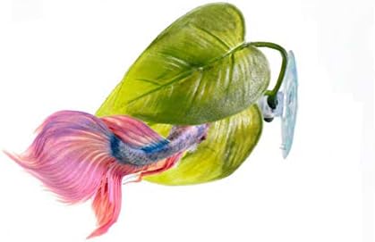 Betta fish resting on Haulonda leaf hammock near water surface
