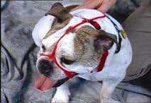 Humboldt Snoot Loop medium short-nosed black head collar front view on a bulldog