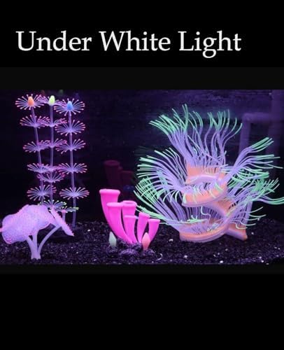 ZtohPyo glowing horn coral and sucker coral swaying gently with underwater current