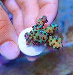 Aquarium Choice ceramic coral frag plugs bulk pack display