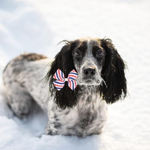 Professional pet grooming bow set in patriotic colors