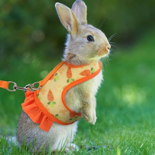 Hotlion guinea pig walking harness showing secure hook and loop fastener system